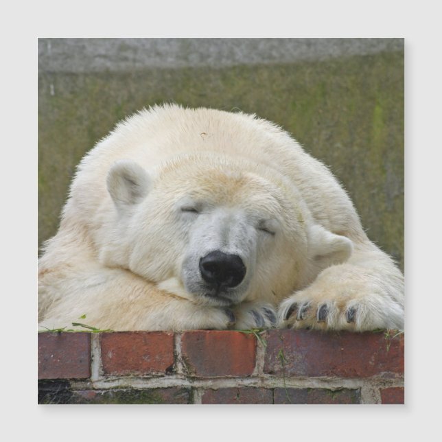 PolarBear 001 (Devant)