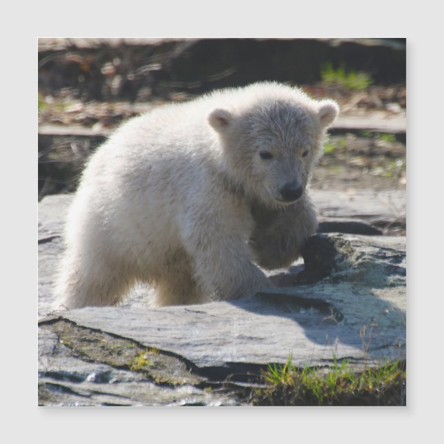 PolarBear_20190302_par_JAMFoto (Devant)