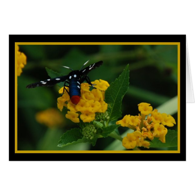 Polkadot Wasp Moth 270 (Devant horizontal)