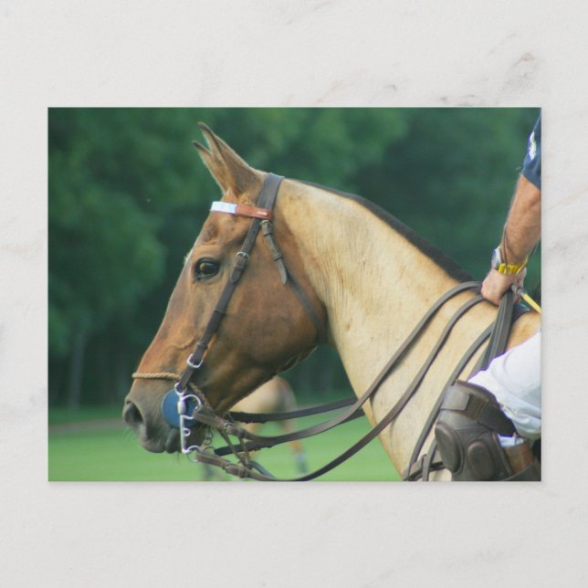 Polo Pony avec carte postale Rider (Devant)