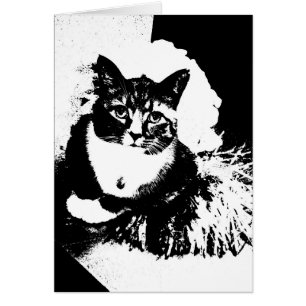 Pom de pom de haz du chat I de pom-pom girl !