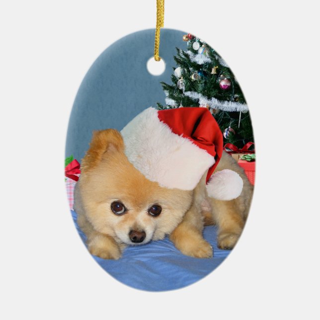 Pomeranian en ornement de casquette de Père Noël (Devant)