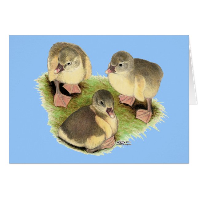 Pomeranian jaunâtre Goslings (Devant Horizontal)