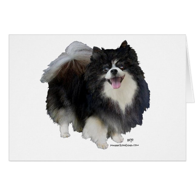 Pomeranian noir (Devant horizontal)