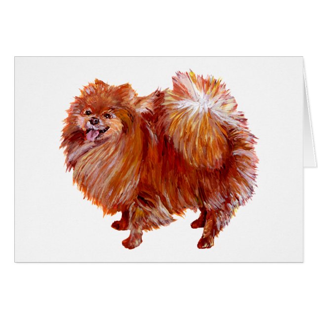 Pomeranian rouge (Devant horizontal)