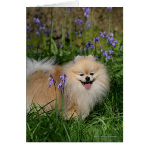 Pomeranian se tenant regardant l'appareil-photo