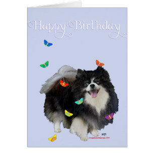 Poméranie avec papillons