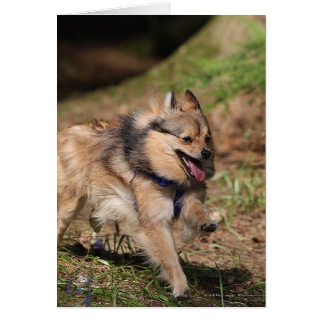 Poméranien courant avec baudrier sur (Devant)