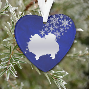 Poméranien Silver bleu