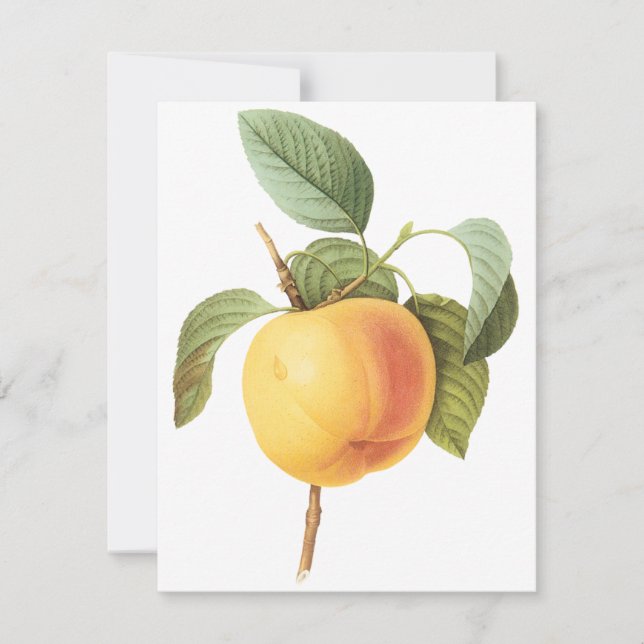 Pomme Calville par Pierre Redoute Invitation (Devant)