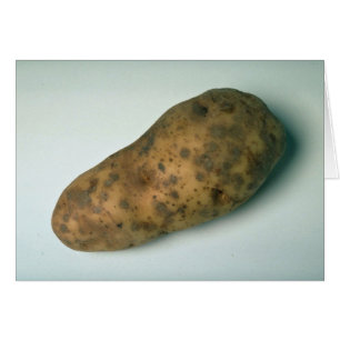 Pomme de terre délicieuse