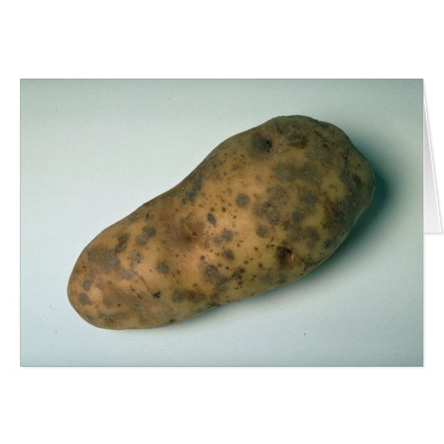 Pomme de terre délicieuse (Devant horizontal)