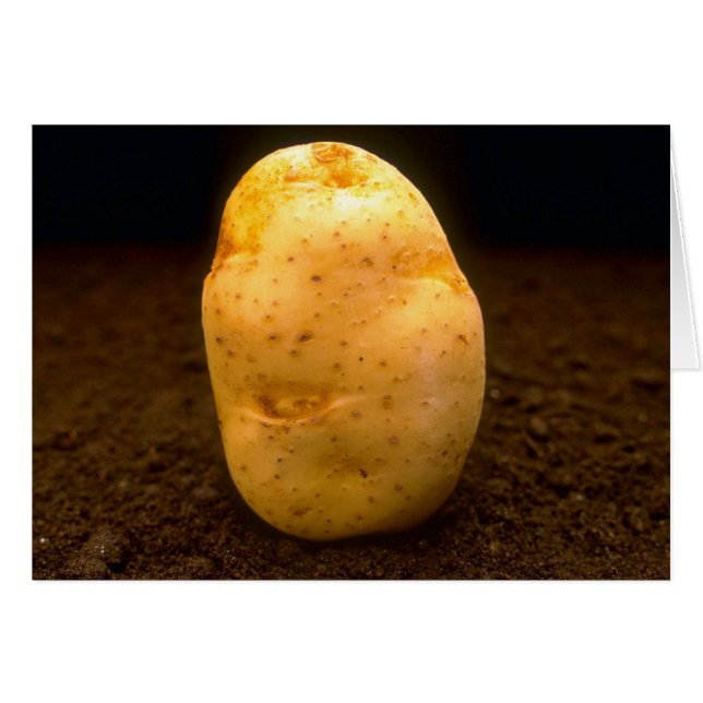 Pomme de terre sur la saleté (Devant horizontal)
