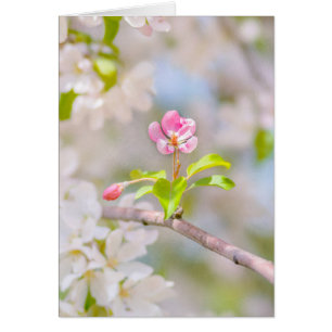 Pomme en fleur - Beauté