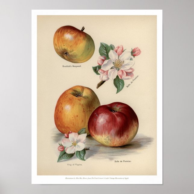 Pomme - Poster de fruits Vintages (Devant)