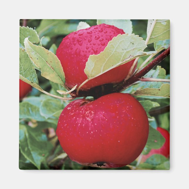Pommes à aimants de réfrigérateur (Devant)