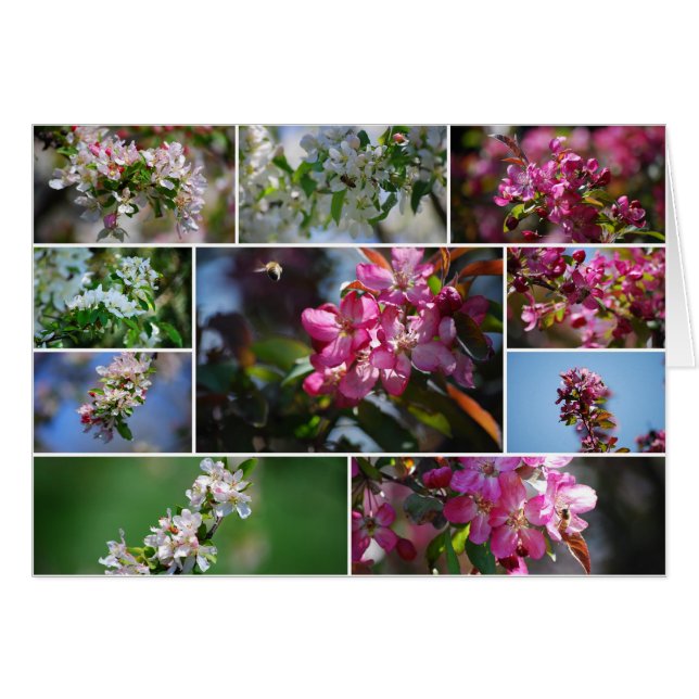 Pommes en fleurs et abeilles de miel (Devant horizontal)