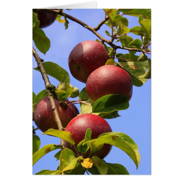 Pommes rouges (Devant)