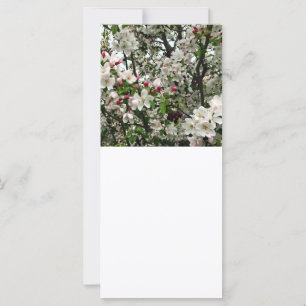 Pommier en fleurs