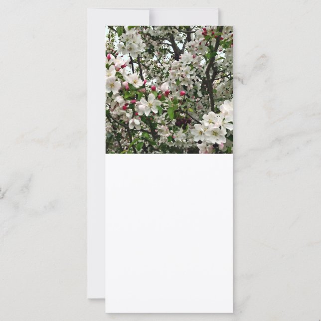 Pommier en fleurs (Devant)