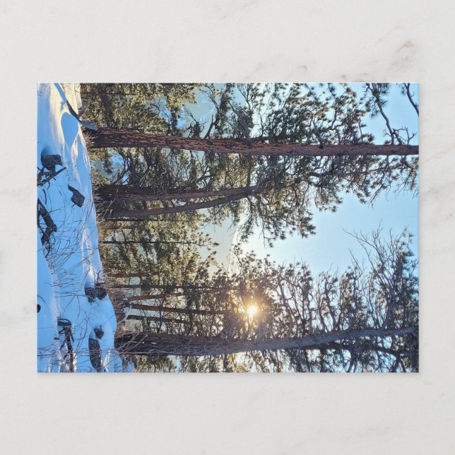 Ponderosa Shine Colorado Carte postale (Devant)