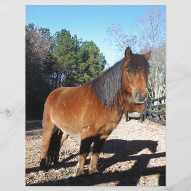 Poney brun ciel turquoise (Devant)