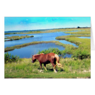Poney d'Assateague