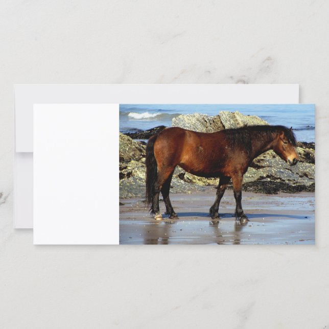 poney de Daxrtmoor sur une plage isolée au sud du  (Devant)