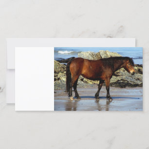 poney de Daxrtmoor sur une plage isolée au sud du