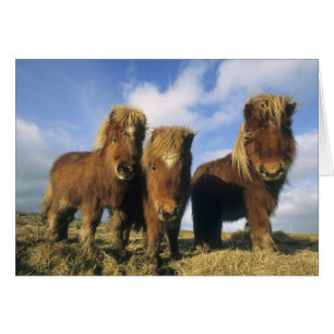 Poney Shetland, Shetland continentales,