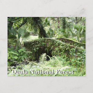 Pont à Ocala Forêt nationale Floride carte postale