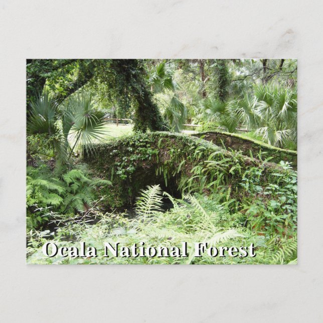 Pont à Ocala Forêt nationale Floride carte postale (Devant)