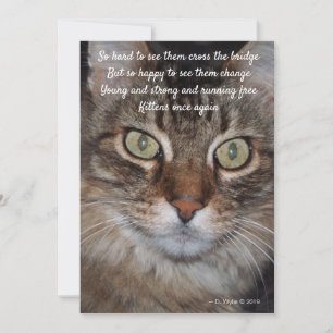 Pont Arc-en-ciel - Chat