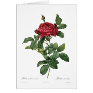 Pontiana de gallica de Rosa