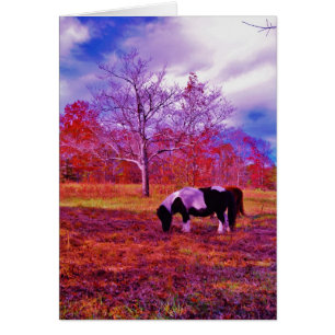 PONY dans un champ de couleur PLANCHE