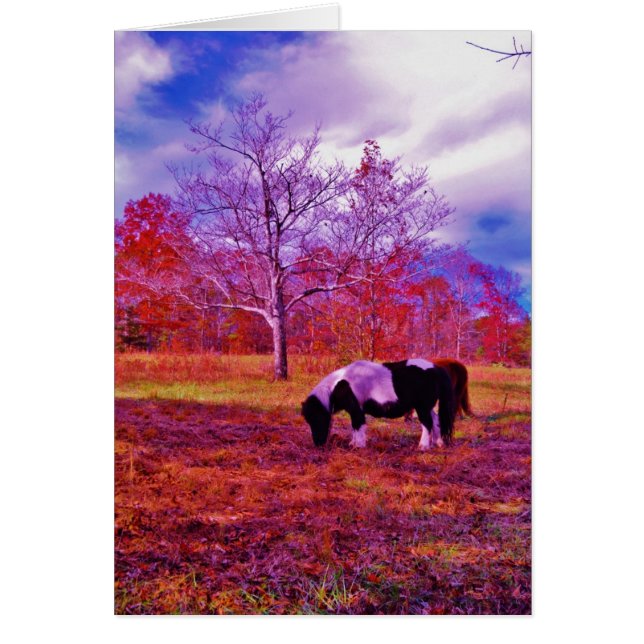 PONY dans un champ de couleur PLANCHE (Devant)