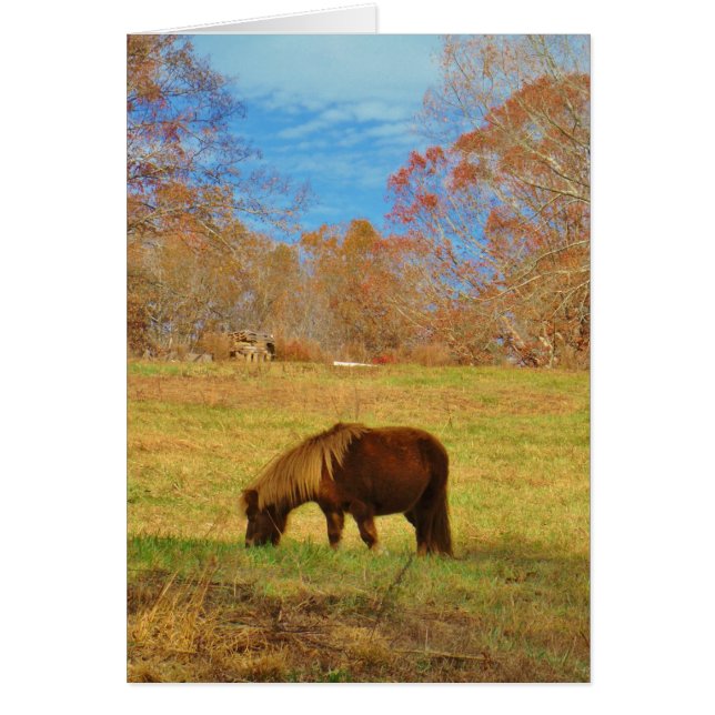 Pony miniature Brown (Devant)