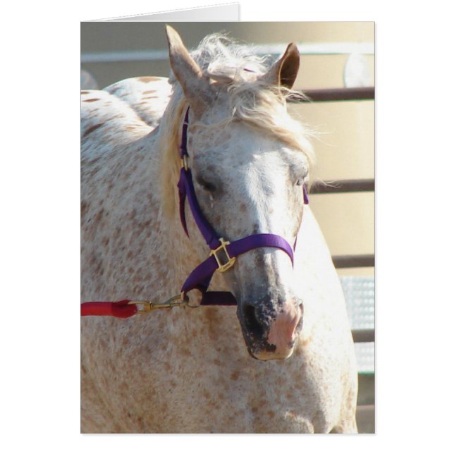 Pony of the Americas sur Lunge-Line (Devant)