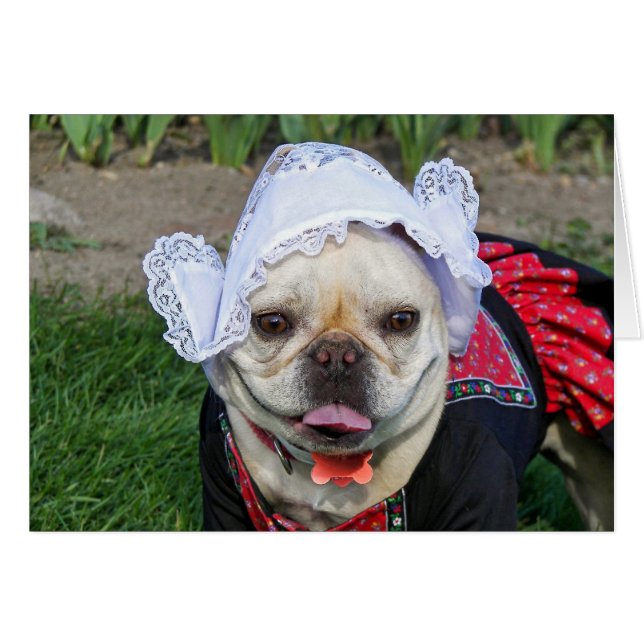 Pooch néerlandais (Devant horizontal)