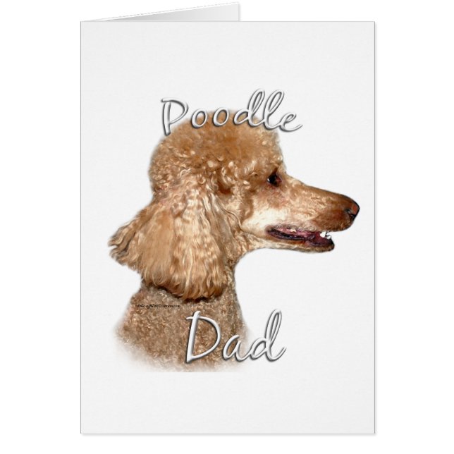 Poodle (abricot) Papa 2 (Devant)