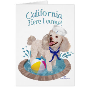 Poodle de Californie