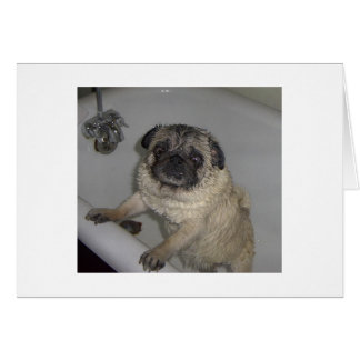 pooter humide, carte blanche