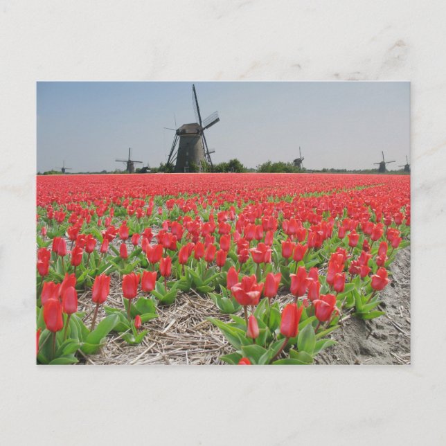Popart Windmills Red Tulips Carte postale (Devant)