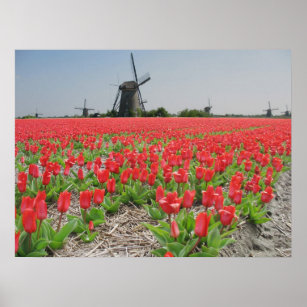 Popart Windmills Red Tulips Poster