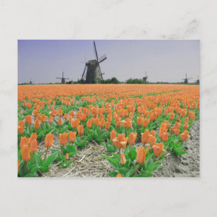 Popart Wmills Orange Tulips Carte postale