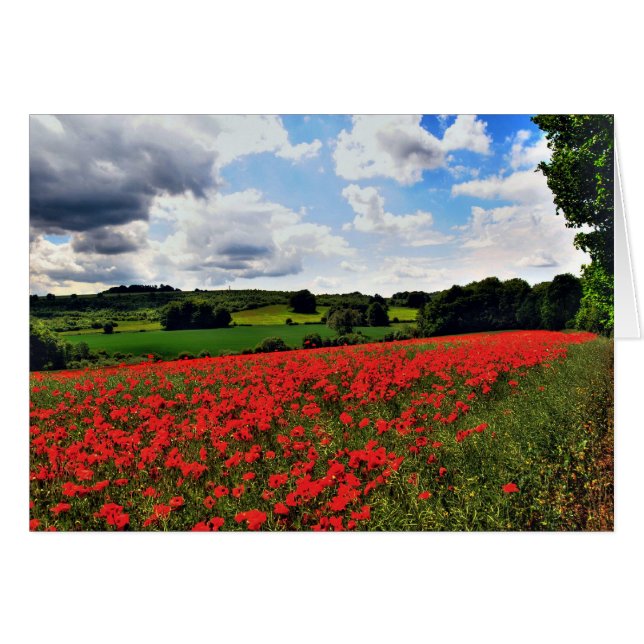 Poppies (Devant Horizontal)