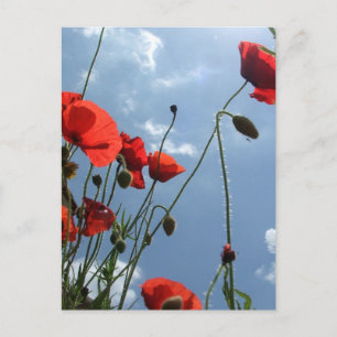Poppies dans le soleil - carte postale