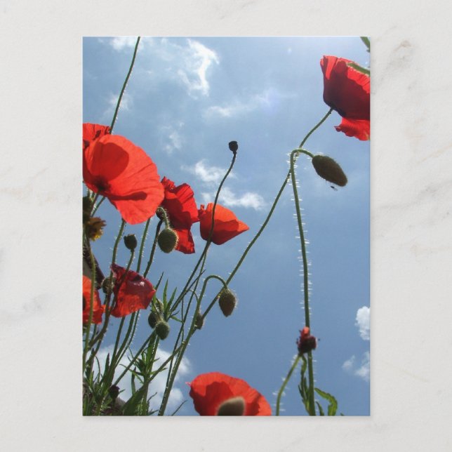 Poppies dans le soleil - carte postale (Devant)