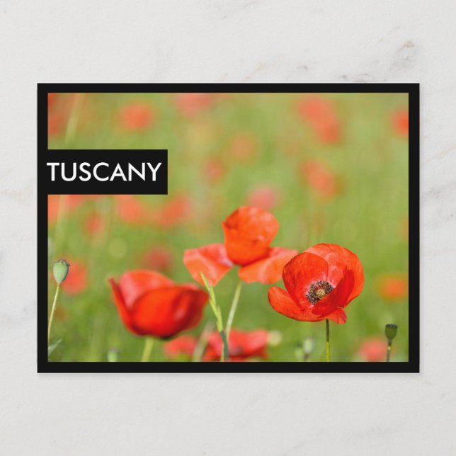 Poppies dans un champ de pavot carte postale à bor (Devant)