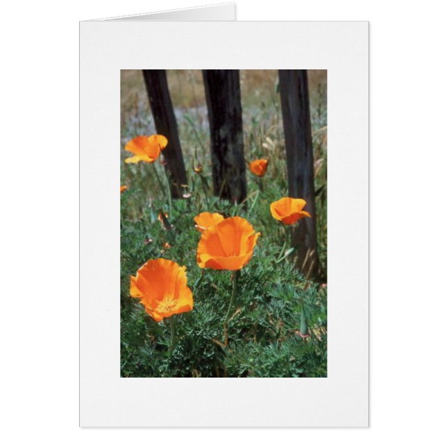 Poppies de Californie (Devant)